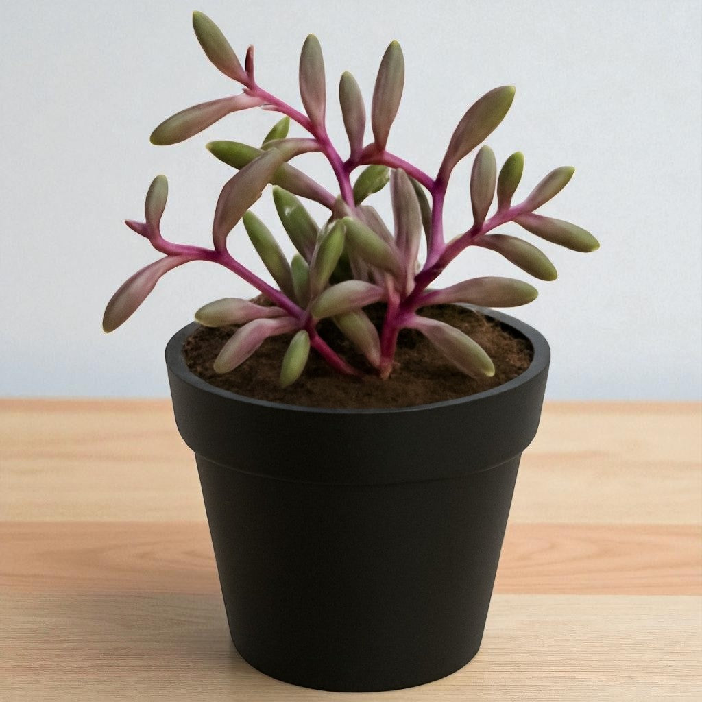 Othonna capensis-Ruby Necklace (Bare Rooted)