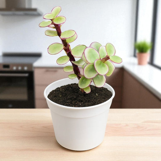 Yellow Elephant Bush (Portulacaria afra)