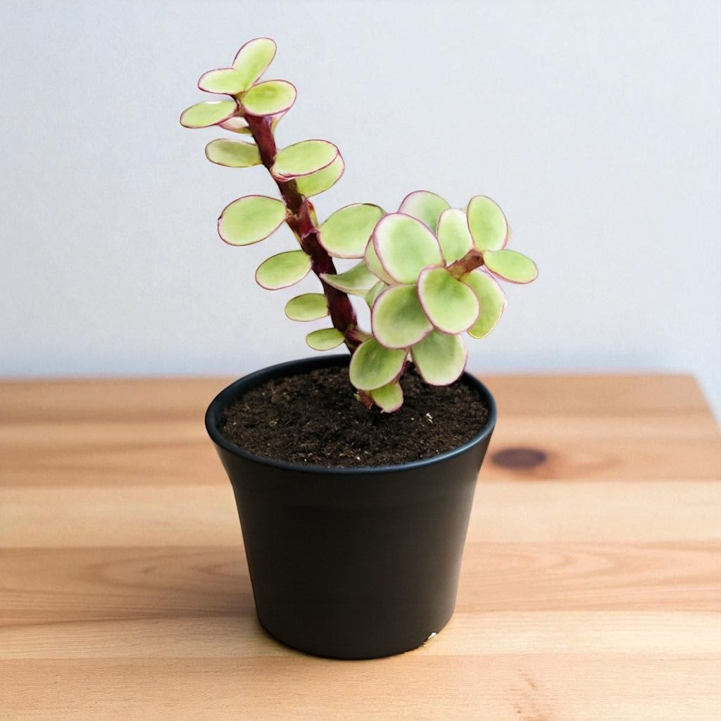 Yellow Elephant Bush (Portulacaria afra)