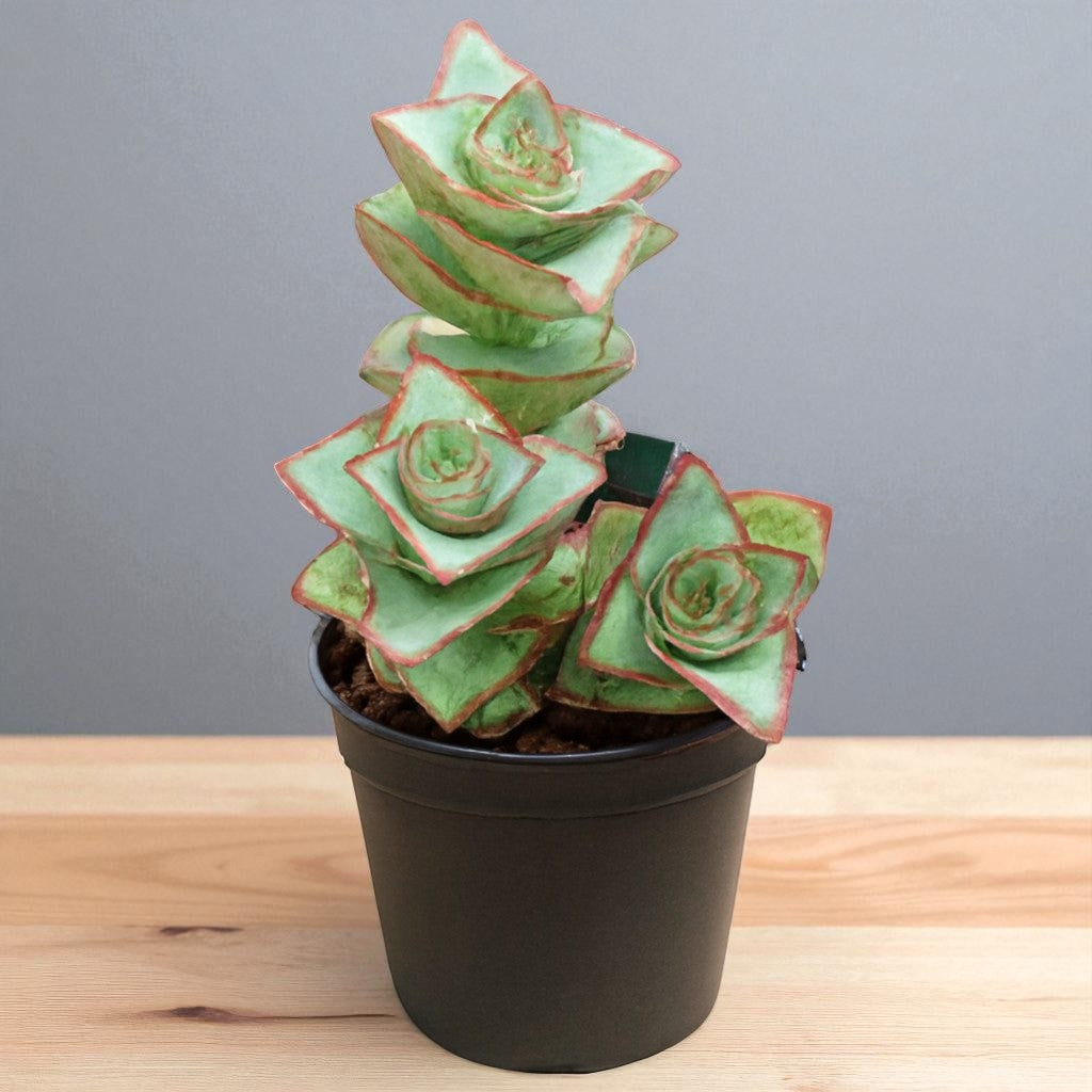 Crassula Perforata
