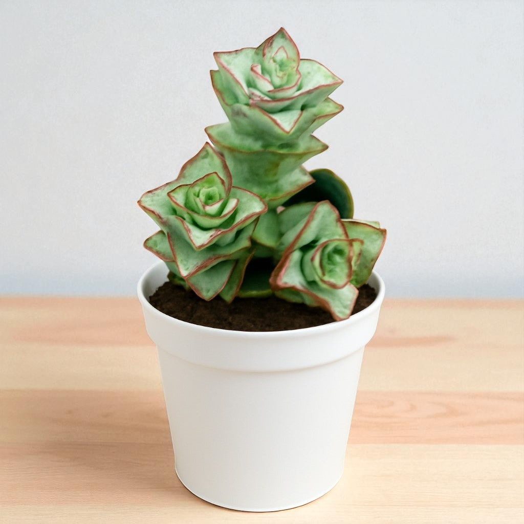 Crassula Perforata