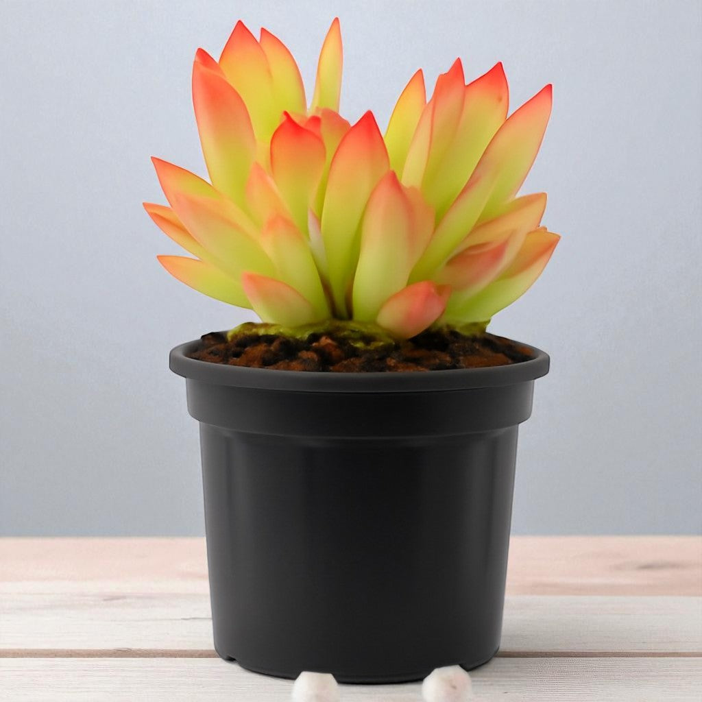 Crassula capitella (Bare Rooted)
