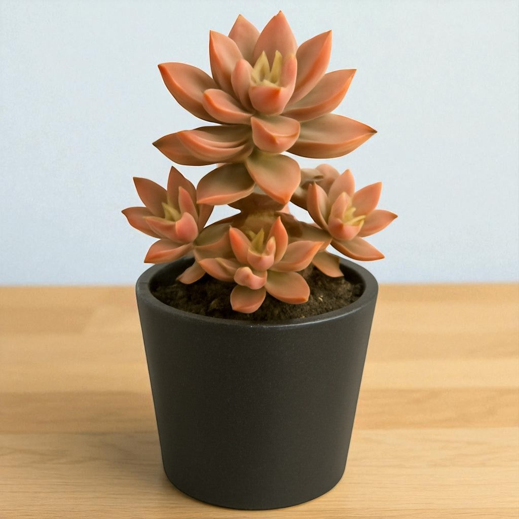 Graptosedum California Sunset (Bare Rooted )
