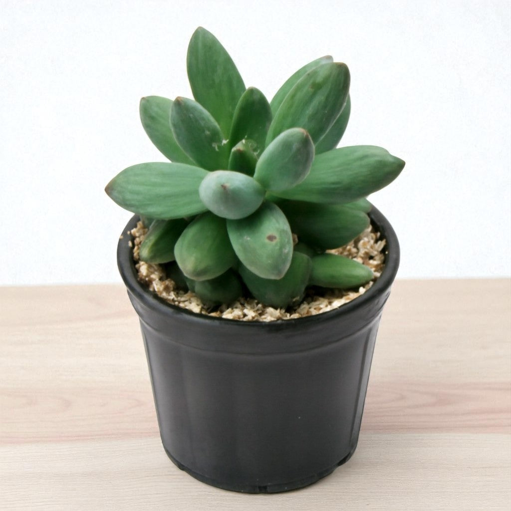 Pachyphytum compactum (Bare Rooted)