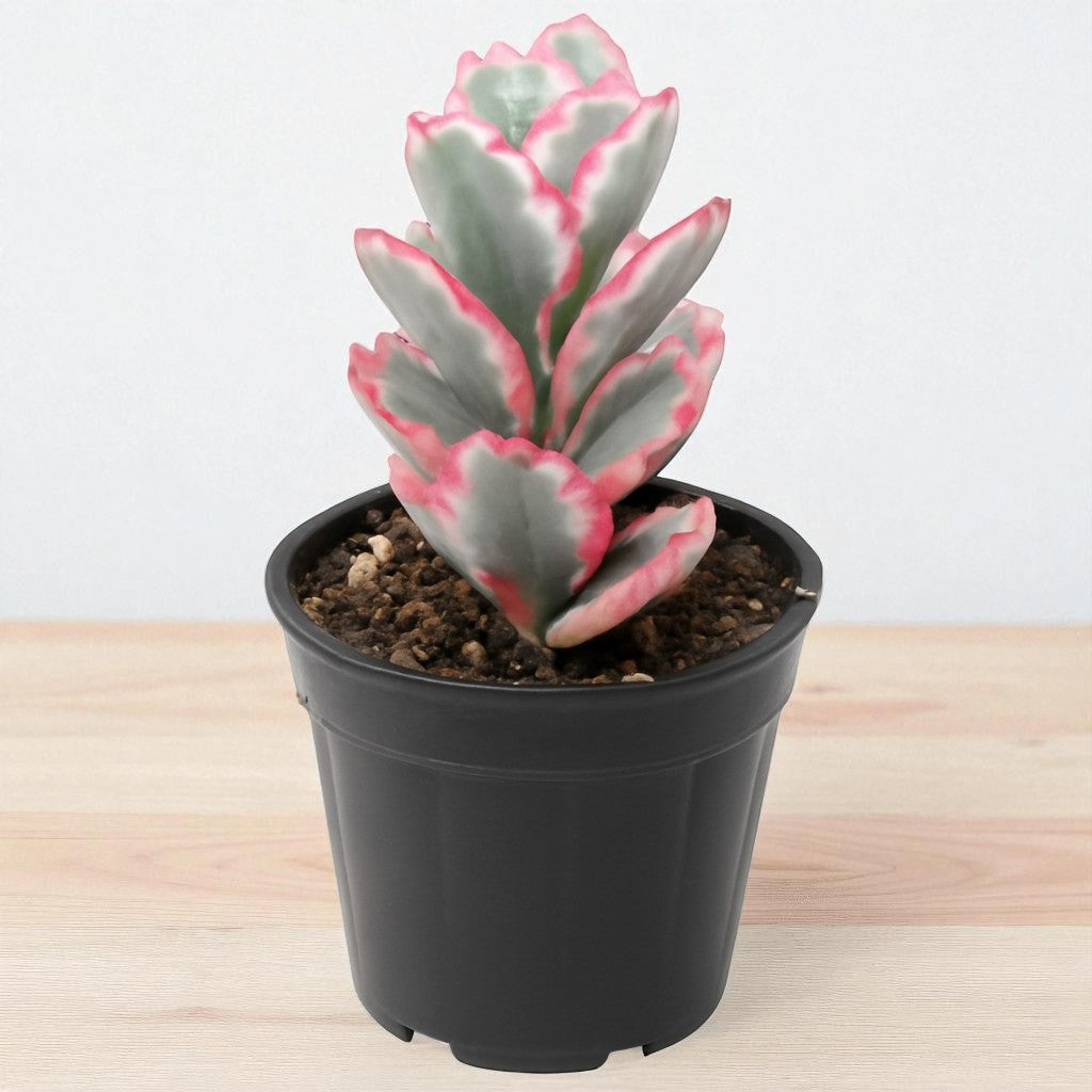 Kalanchoe Fetchschonki Variegata