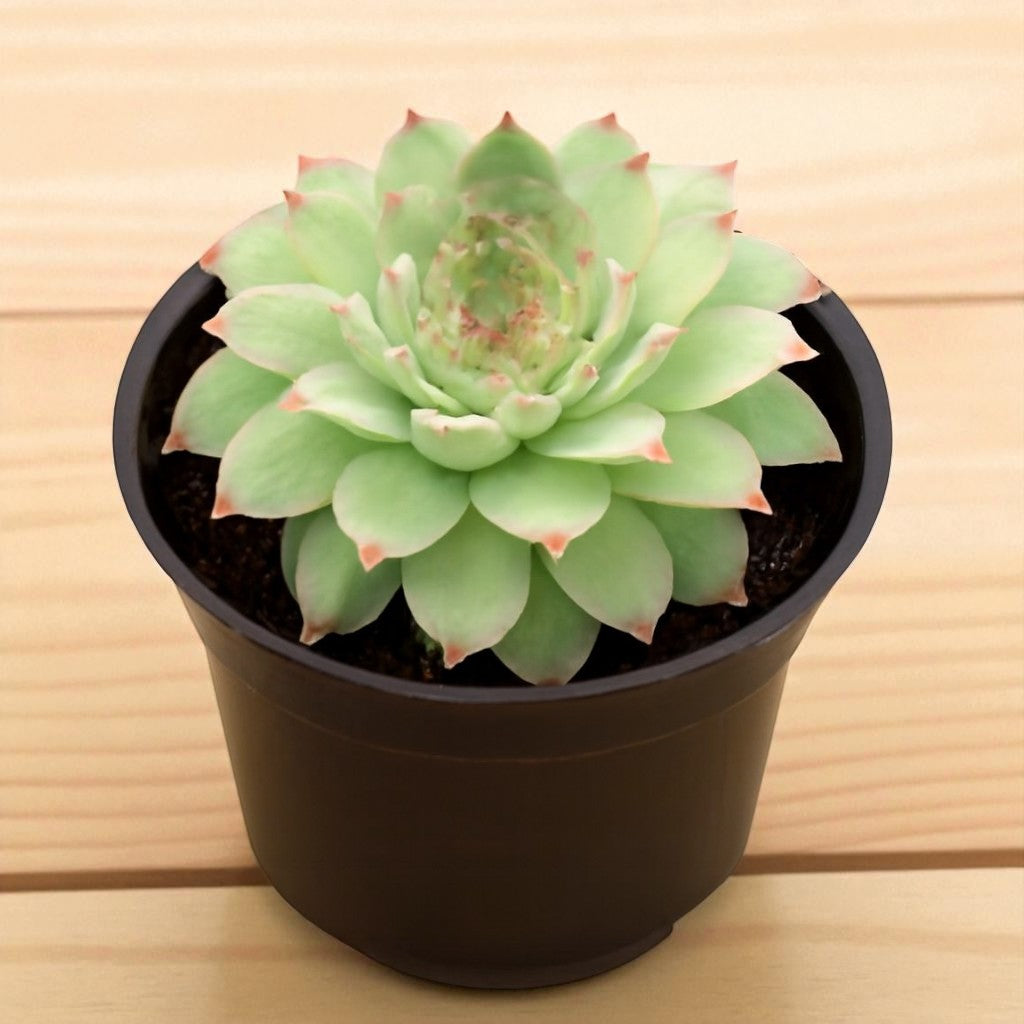 Sempervium Calcereum
