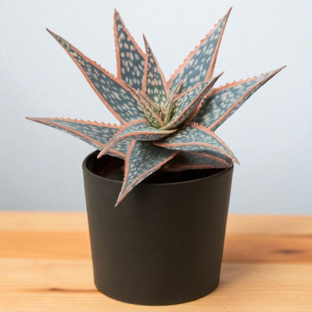 Christmas Carol Aloe (Bare Rooted)