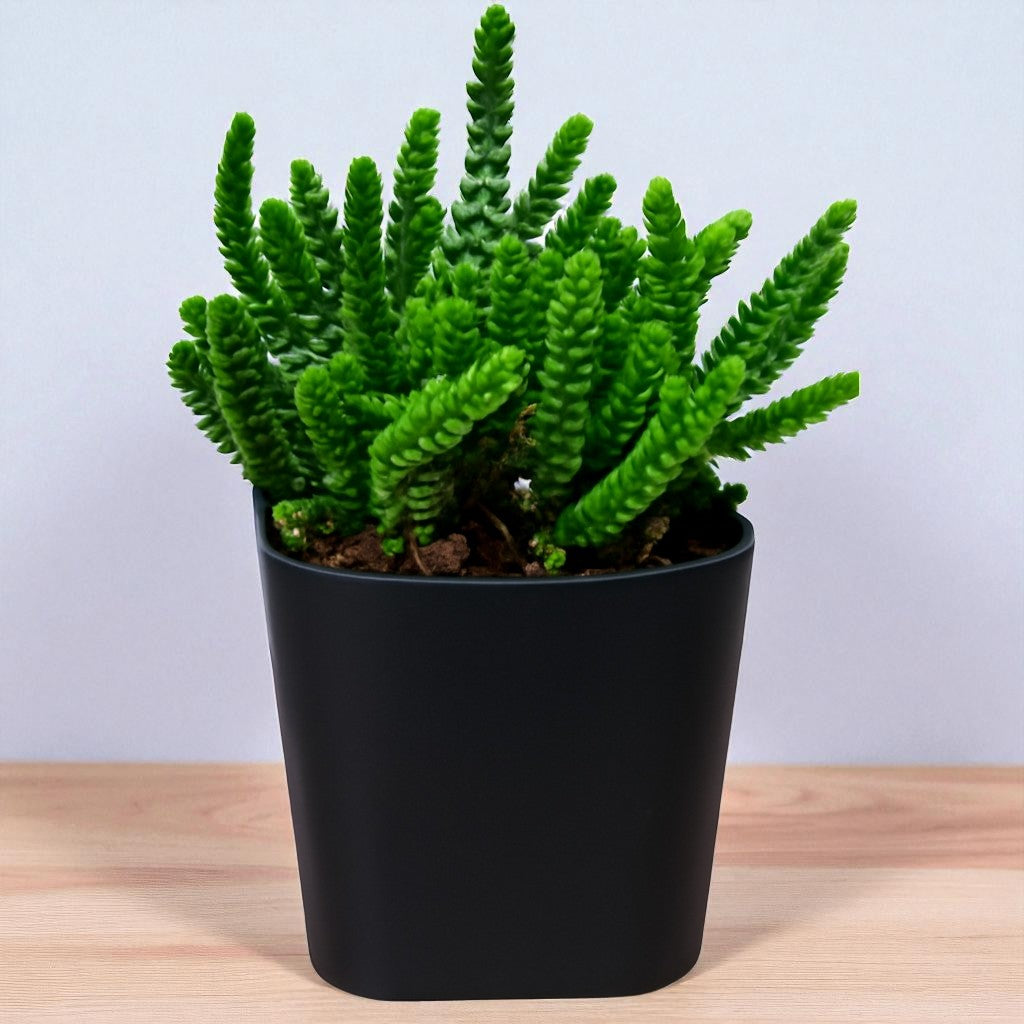 Crassula Muscosa (Bare Rooted)