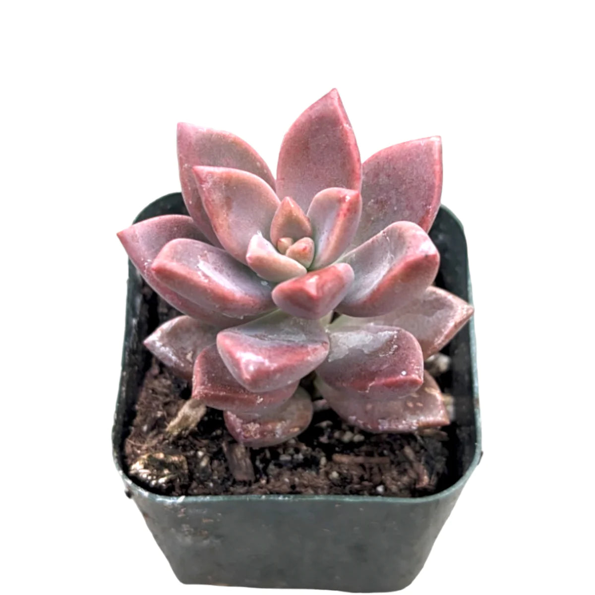 Potted Chocolate Sedum with striking pink-purple foliage, a colorful addition to any plant collection.