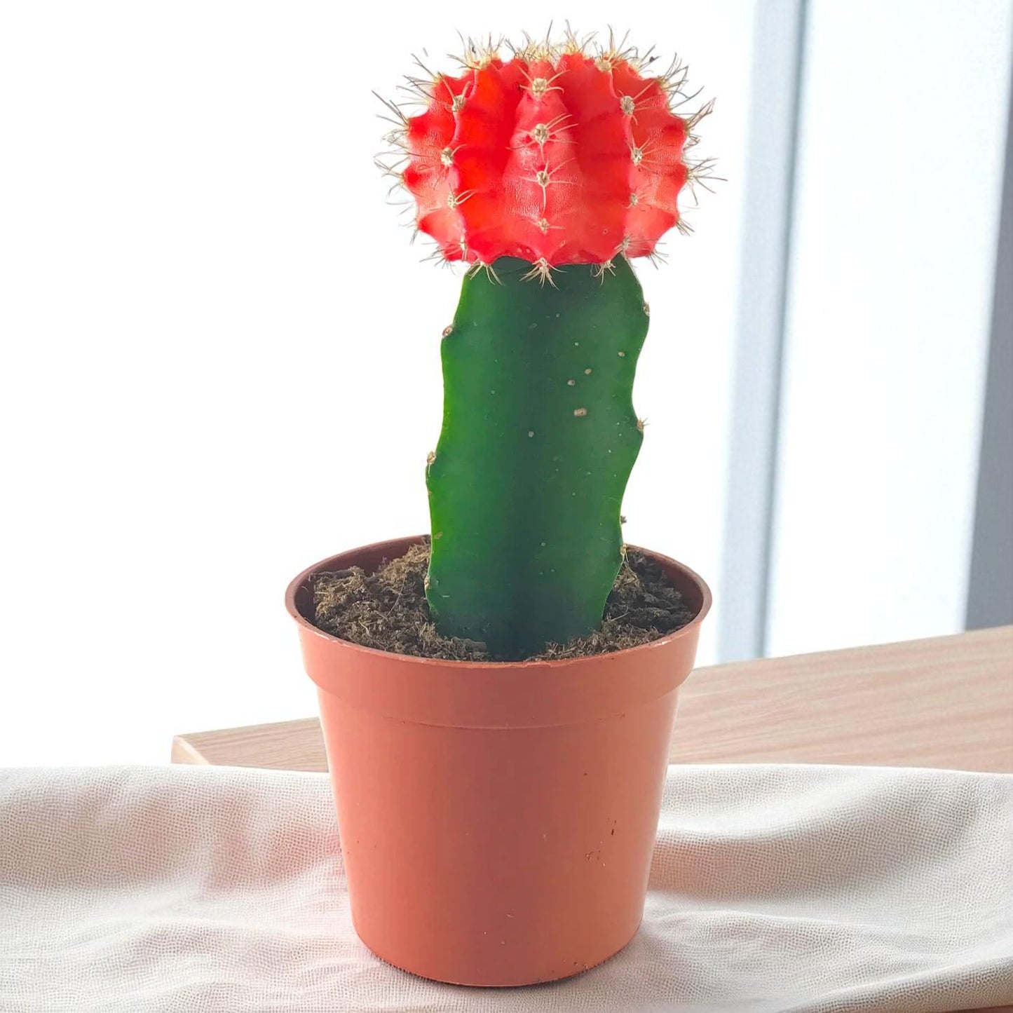 RED MOON CACTUS (BARE ROOTED)