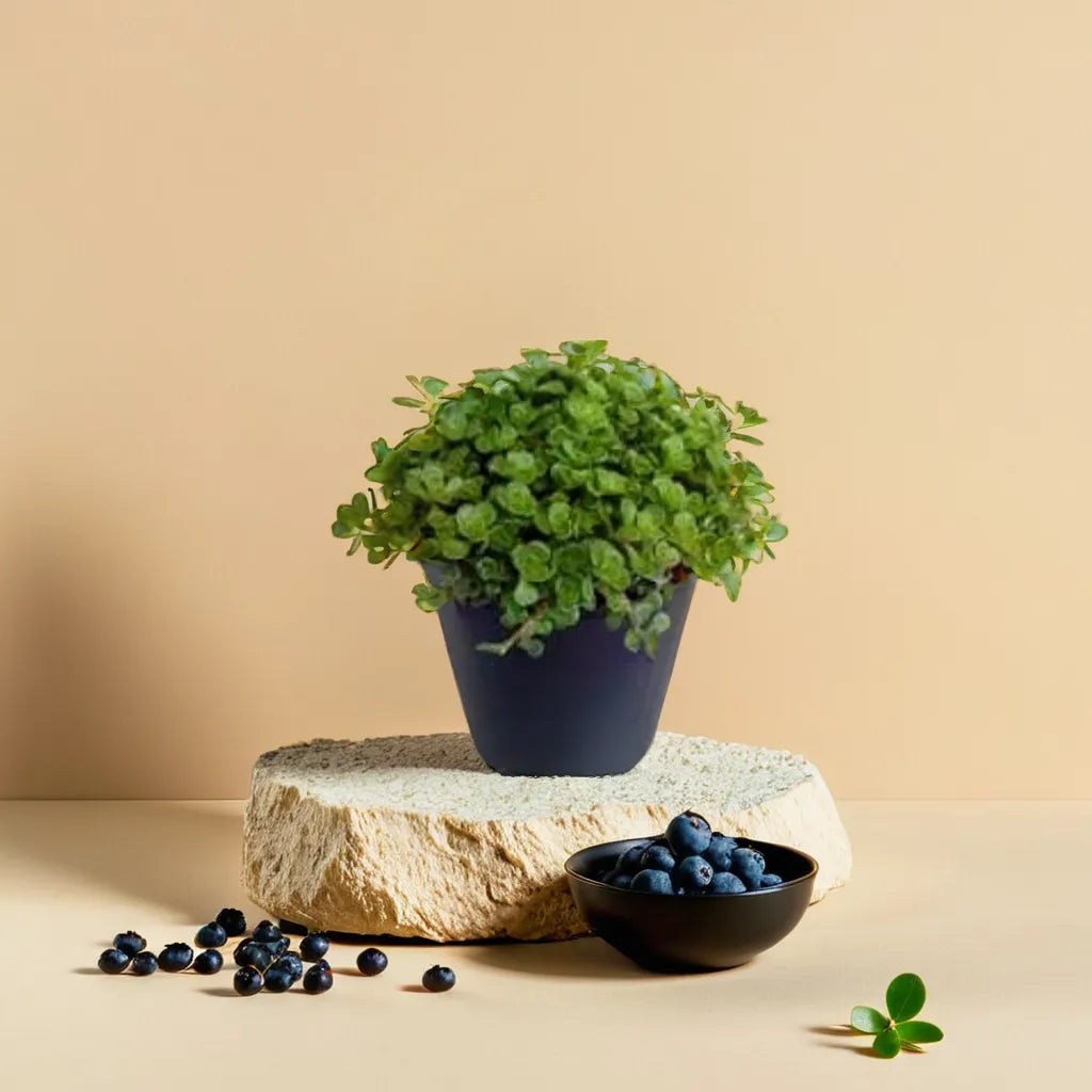 Sedum makinoi variegated