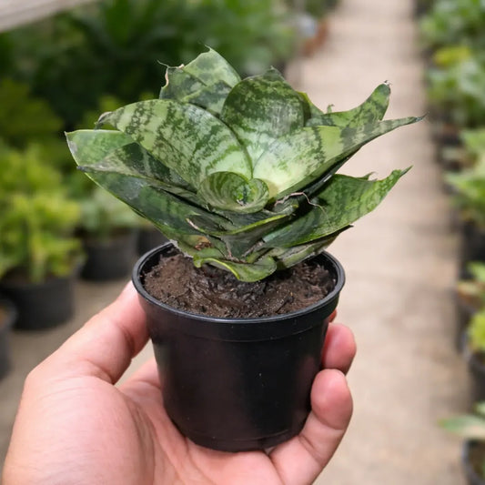 SANSEVERIA HANII DWARF (SNAKE PLANT) Bare Rooted