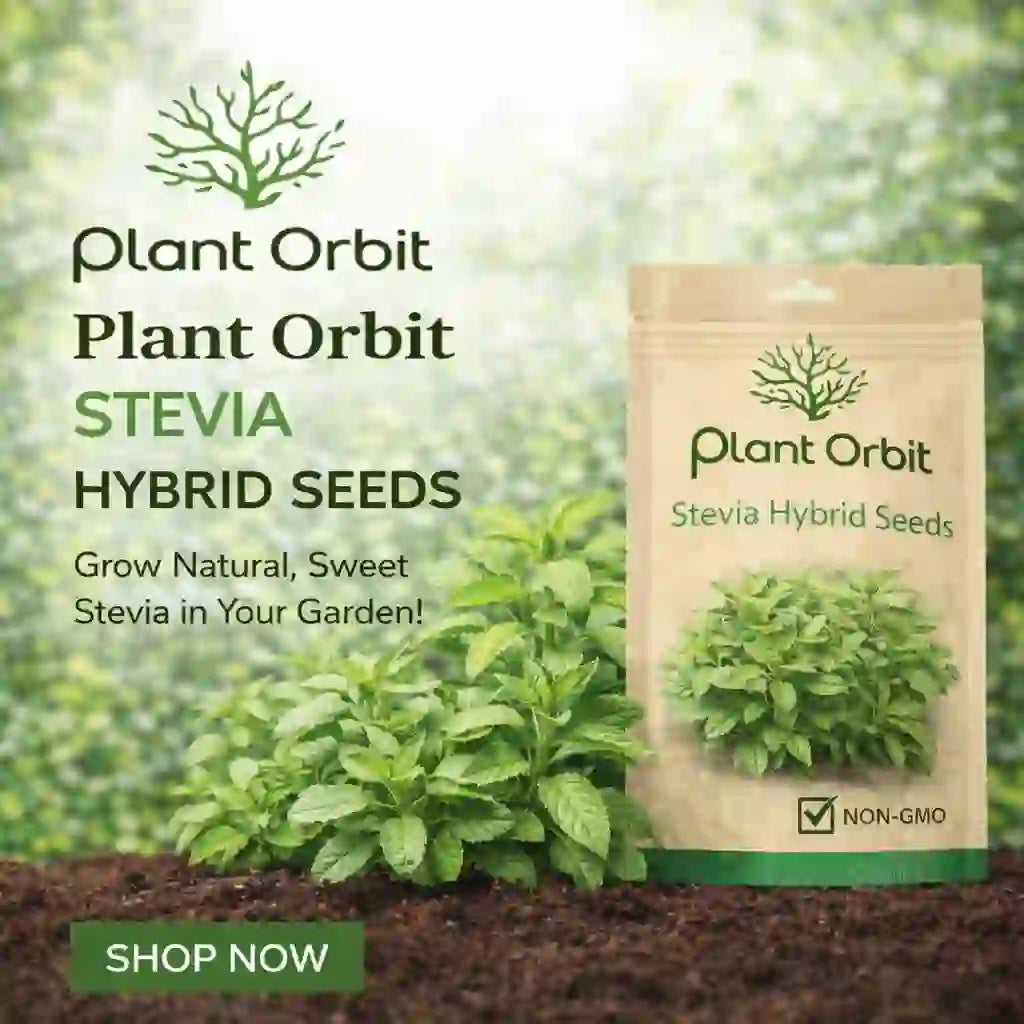 STEVIA HYBRID SEEDS (50 seeds) – Plant Orbit