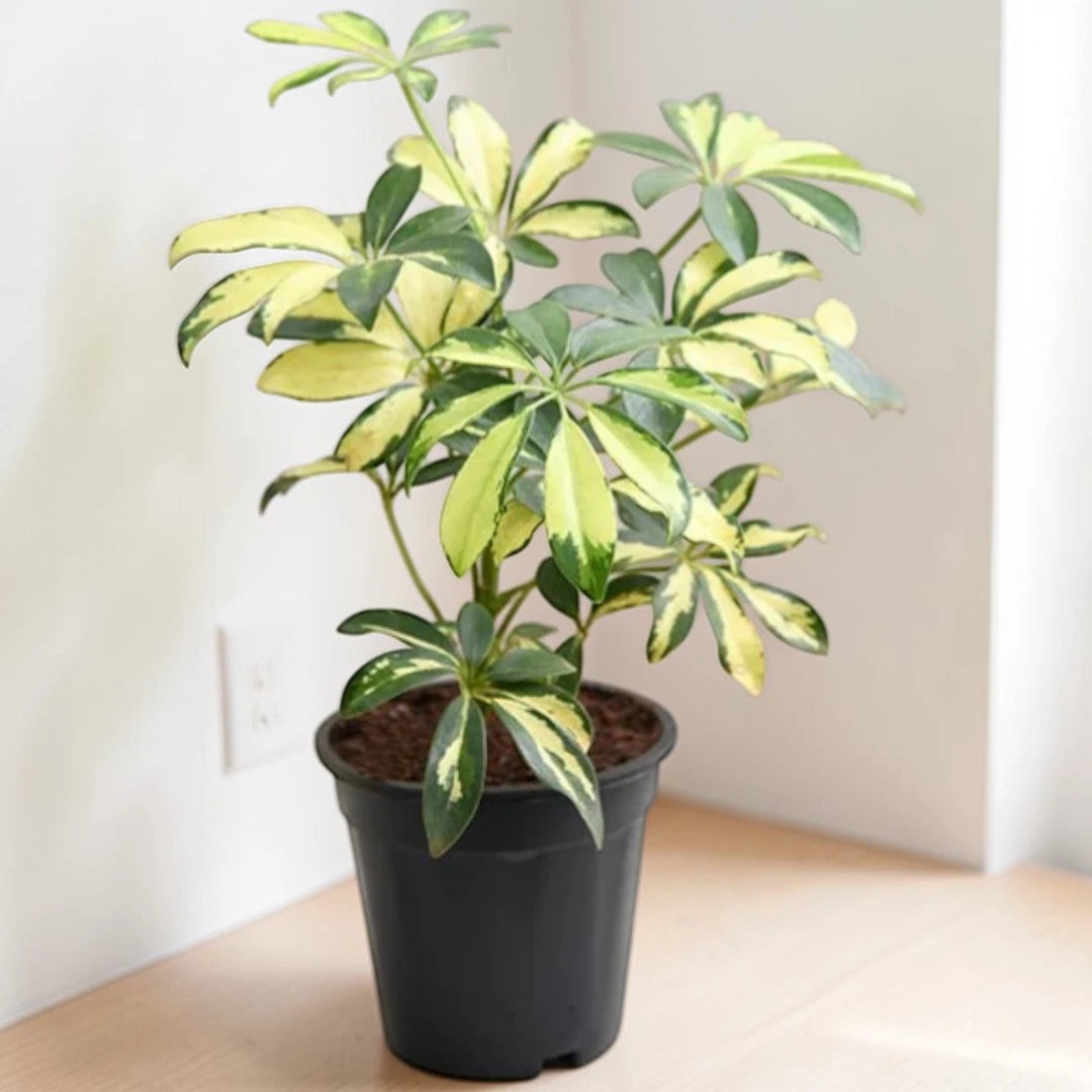 umbrella plant air purifier Schefflera Plant Sapling – Easy-Care Indoor Air Purifier – Plant Orbit