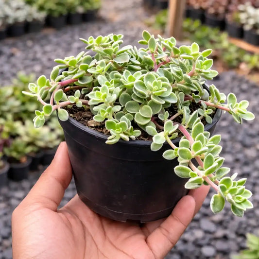 Sedum Makinoi Variegated
