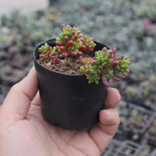 Sedum Rubrotinctum (Bare Rooted)