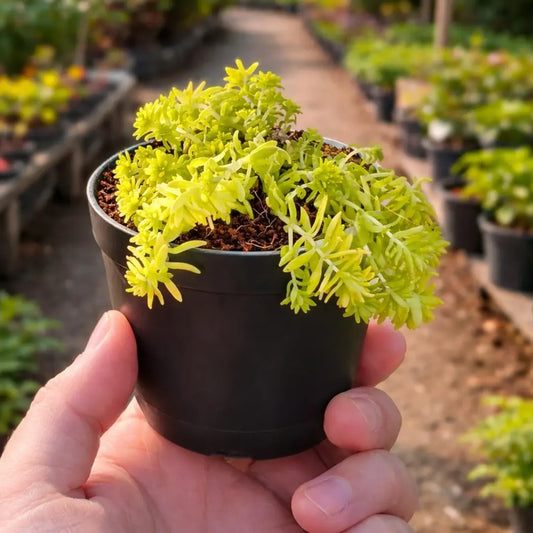 Sedum japonicum ‘Tokyo Sun’ (Bare Rooted)
