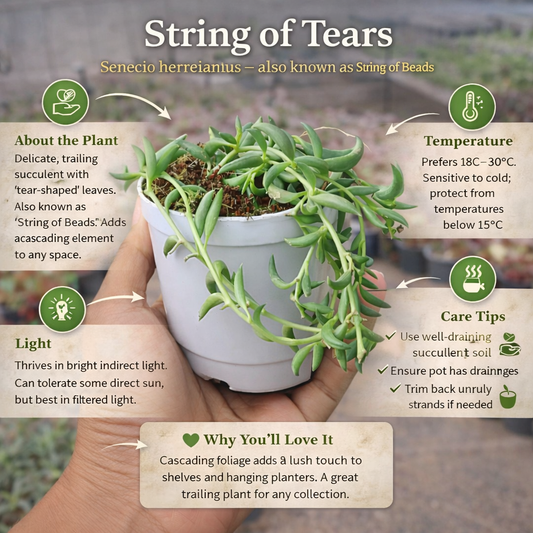 Senecio citriformisis (String of tears) (Bare Rooted)
