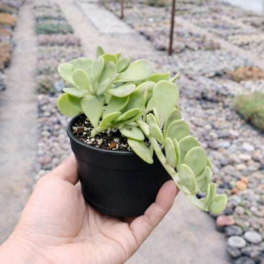 Senecio jacobsenii ( Hanging Crassula)