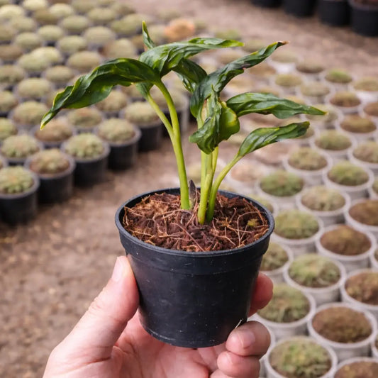 Sleeping Pothos Sapling