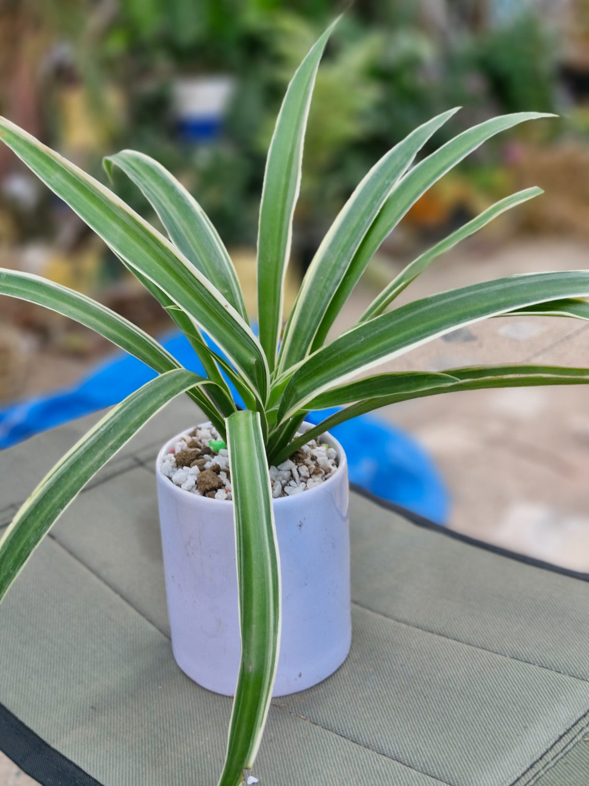 SPIDER PLANT AIR PURIFIER (BARE ROOTED)
