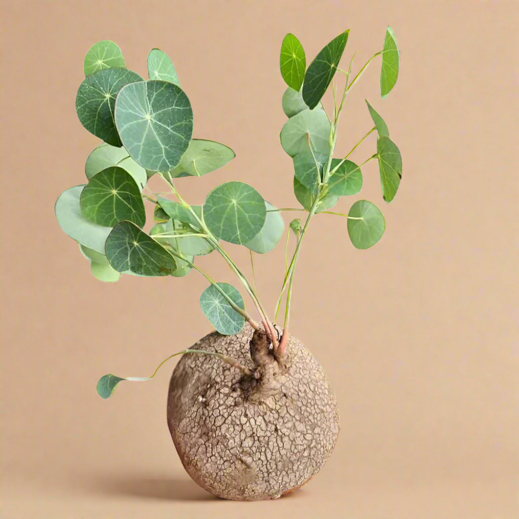 Stephania Erecta Bulb