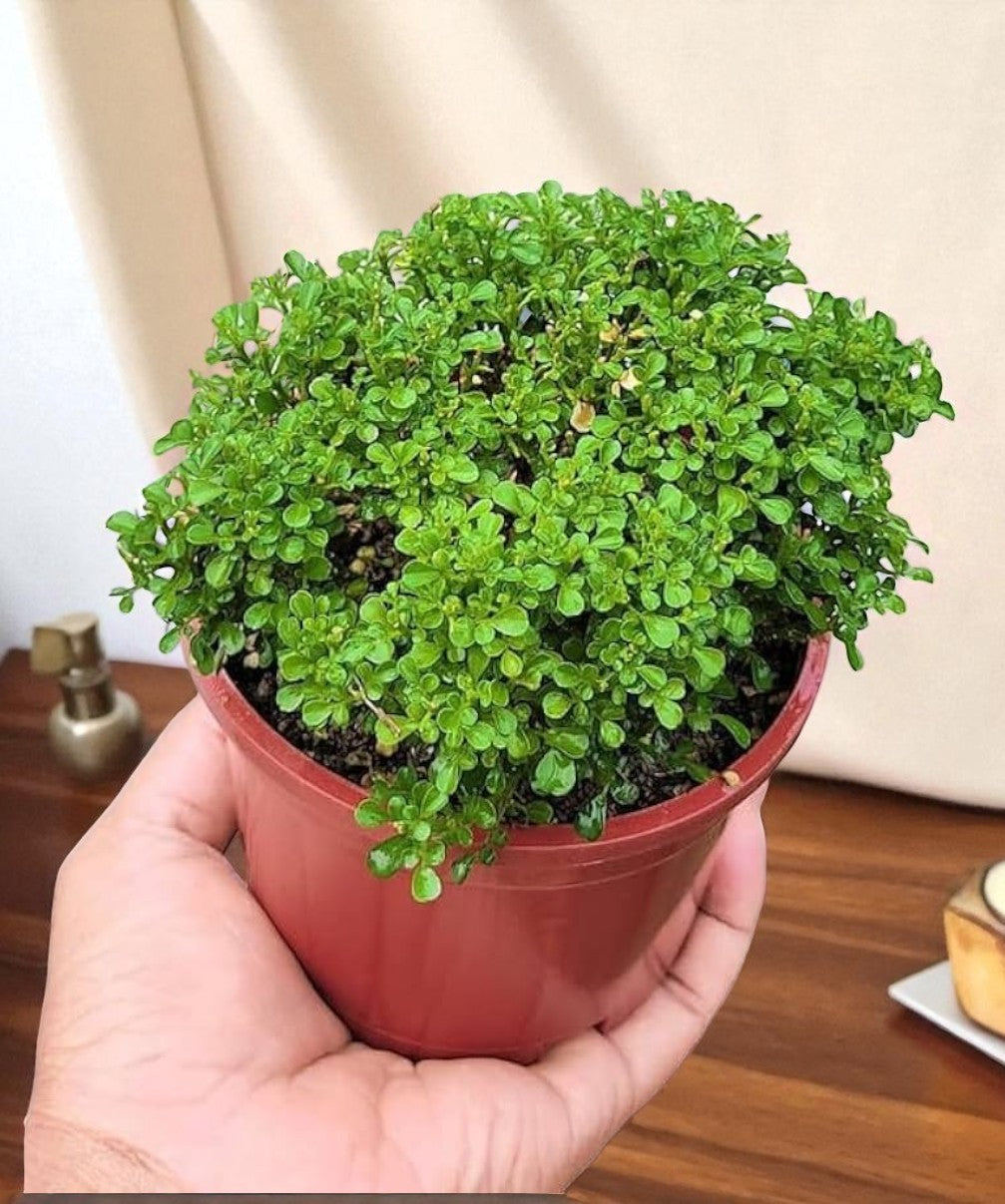 Table Kamini Sapling