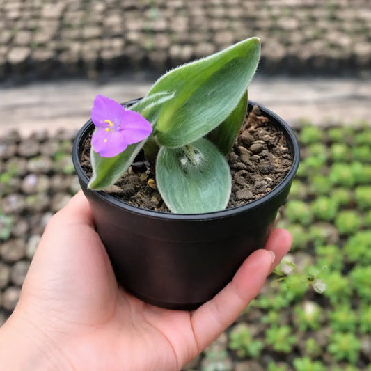 Tradescantia Silamontana Webbed Leaves (Bare Rooted)