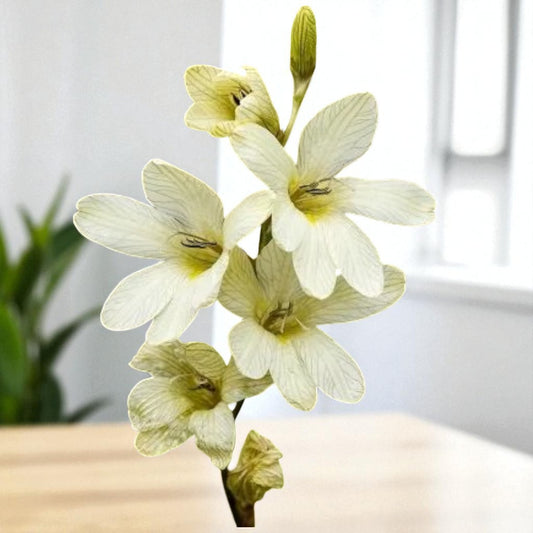 Tritonia White Bulbs