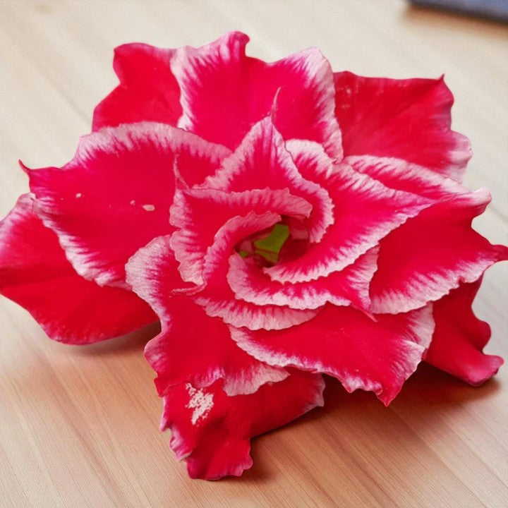 Adenium R1