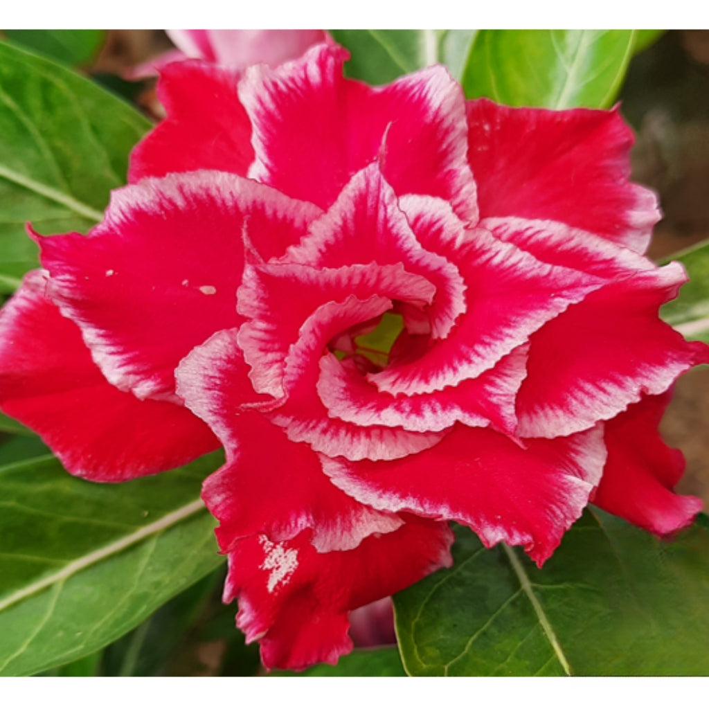Adenium R1