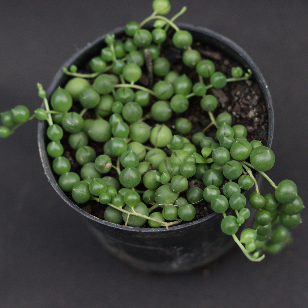 String of Pearls (Bare Rooted)