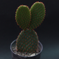 BUNNY EAR CACTUS RED (Bare Rooted)