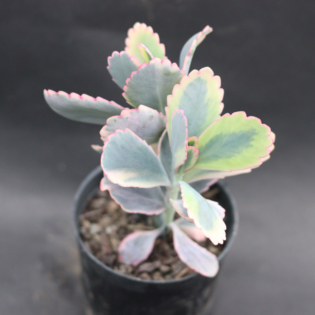 Kalanchoe Fetchschonki Variegata (Bare Rooted)