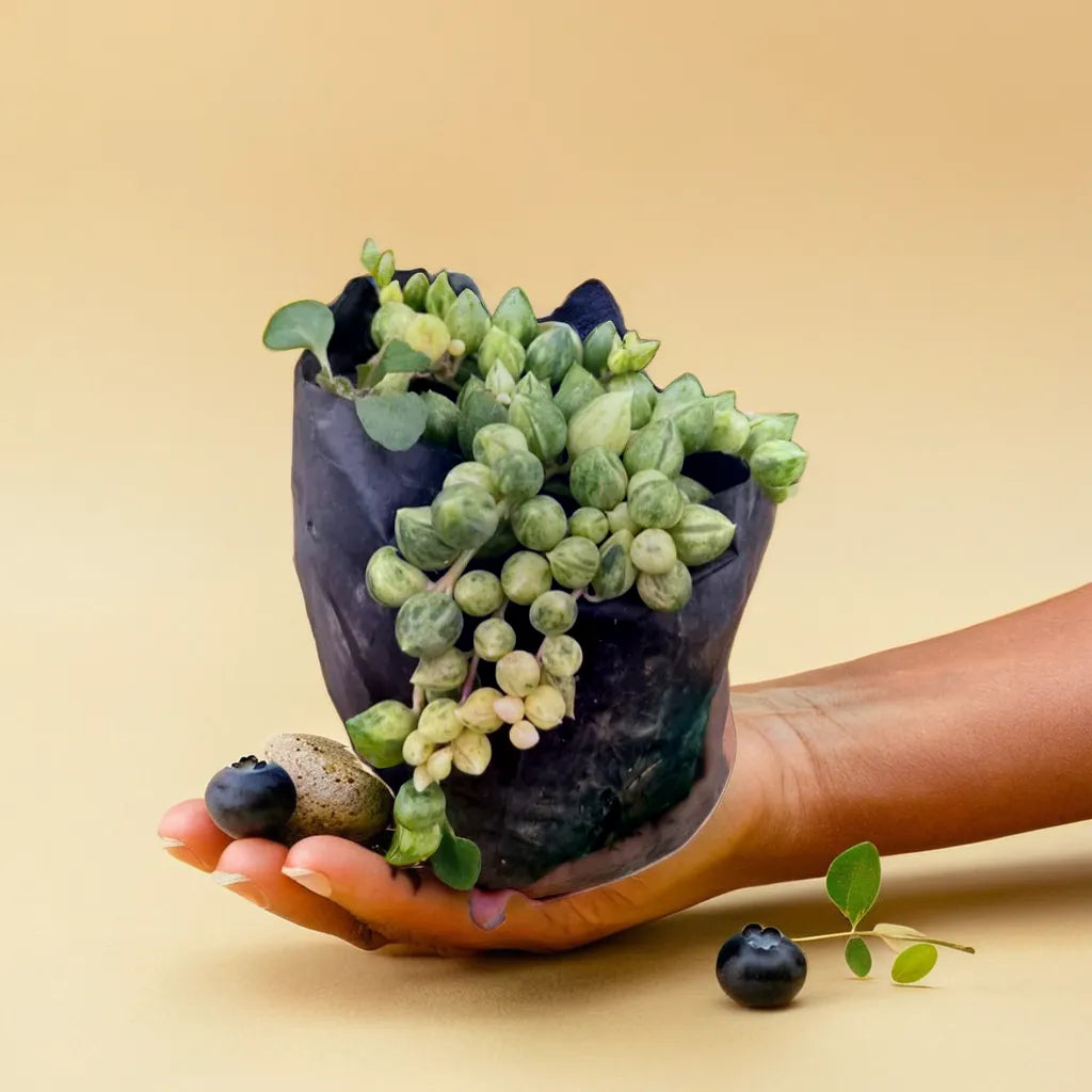 Variegated String of Tears (Senecio citriformis f. Variegated) showcasing cascading, pearl-like leaves with beautiful green and white variegation. This elegant succulent is perfect for adding texture and interest to any indoor plant collection. Ideal for hanging planters or decorative displays, it brings a touch of charm to your space. Discover more unique indoor plants and succulents at Plant Orbit