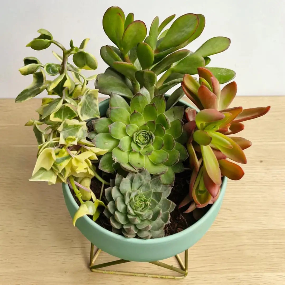 succulent plants vastu Vastu Plants