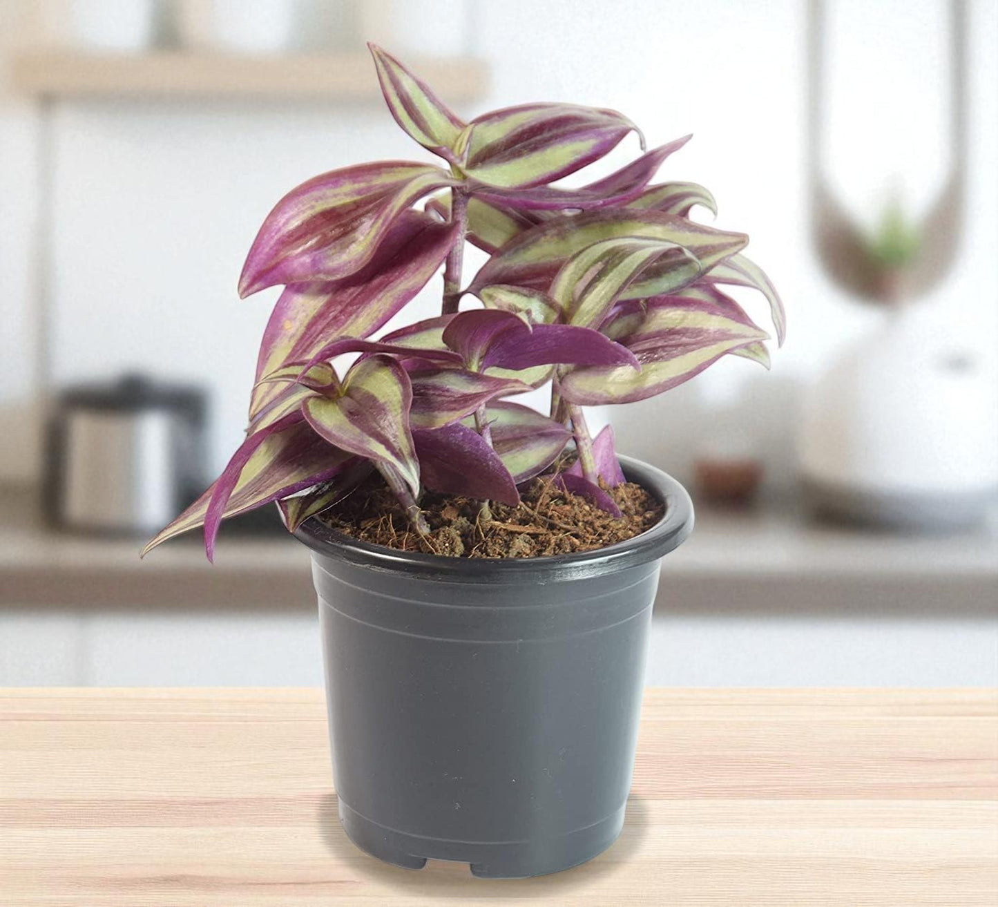 Tradescantia zebrina (Bare Rooted)