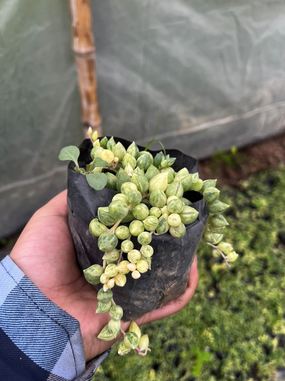 Variegated String Of Tears