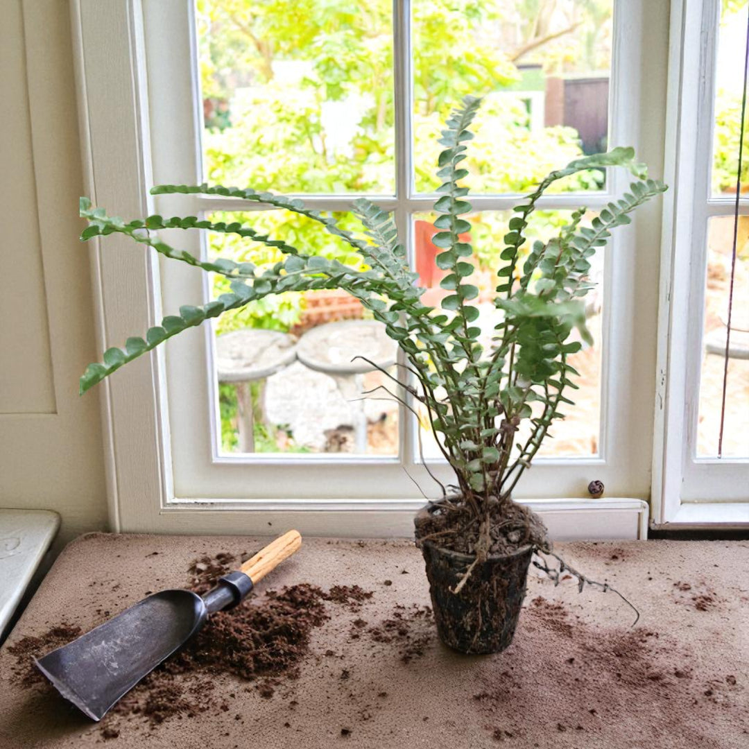 Golden Fern Plant
