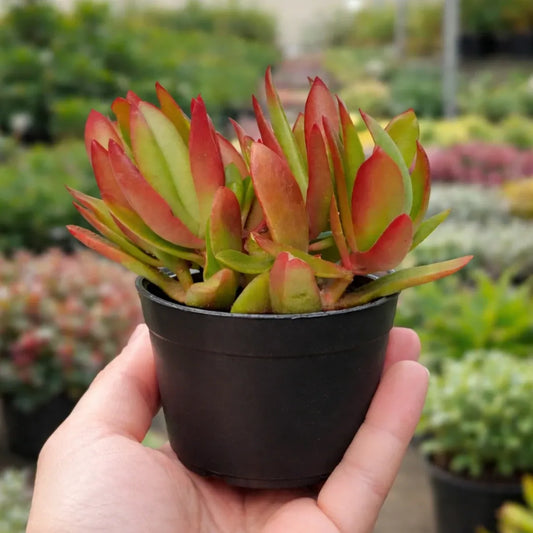 YELLOW VARIEGATED CAMFIRE (BARE ROOTED)