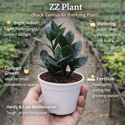 ZZ Plant (Black Zamiya Air purifying Plant)