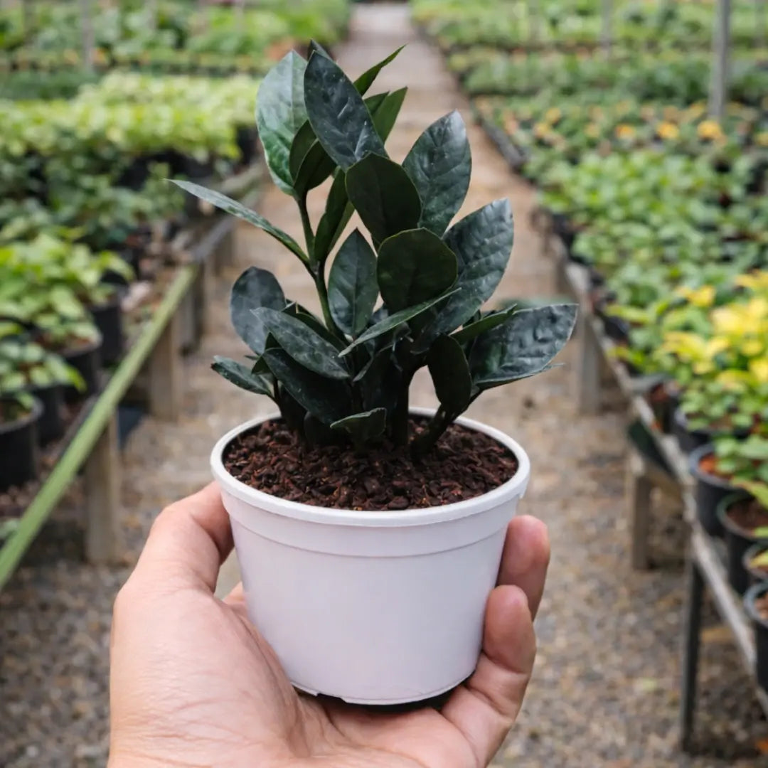 zz plant purify air Buy ZZ Plant(Black) Online – Rare Air-Purifying Indoor Plant – Plant Orbit