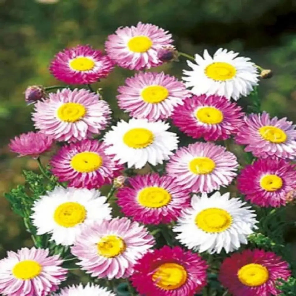 Acroclinium Roseum Hybrid Seeds (30 Seeds) - Seeds