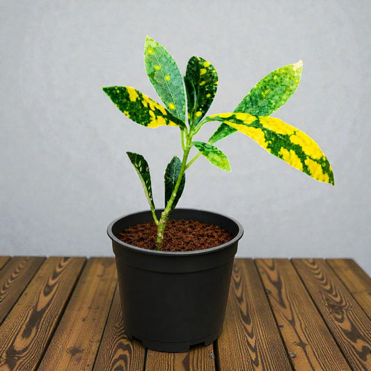 Nimbu Croton Sapling ( Bare-rooted )