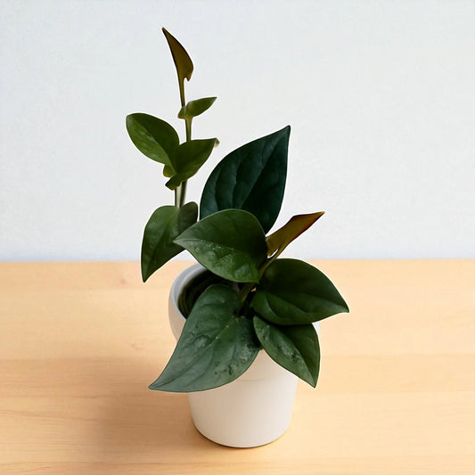 Potted black money plant on a wooden table with a light gray background