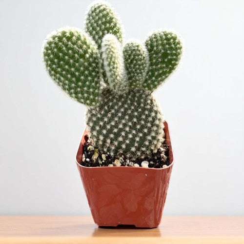 Opuntia microdasys var. albospina ‘White Bunny Ears'