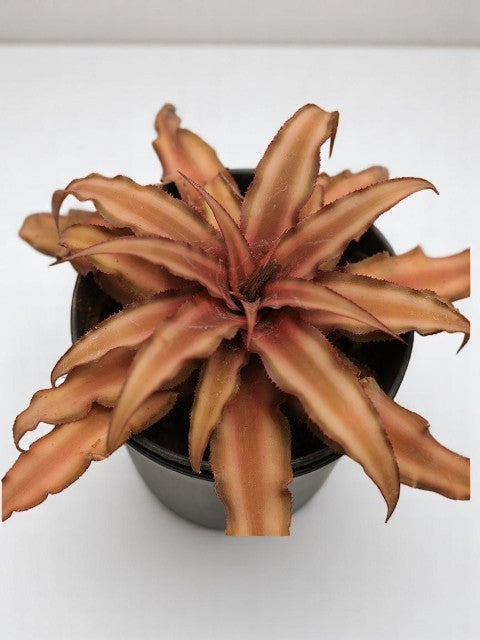 Cryptaxanthus