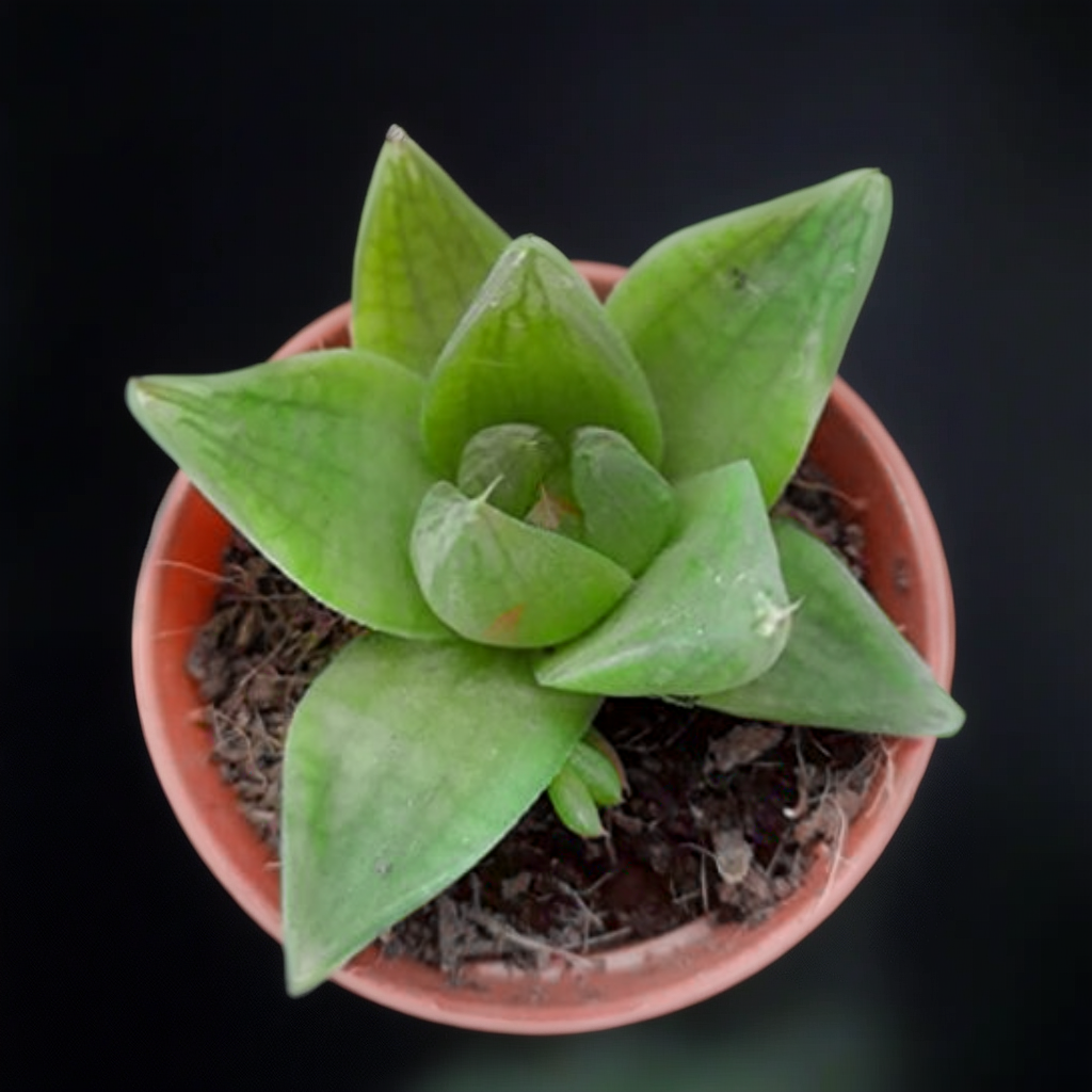 Haworthia Cymbiformis (Bare Rooted)