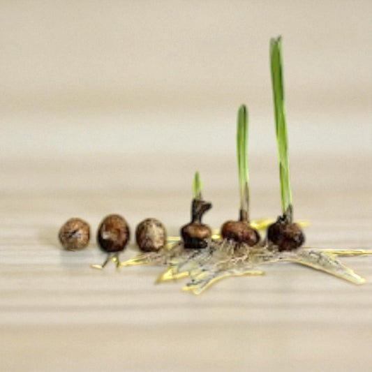 Gladiolus imp flavoshine red bulb