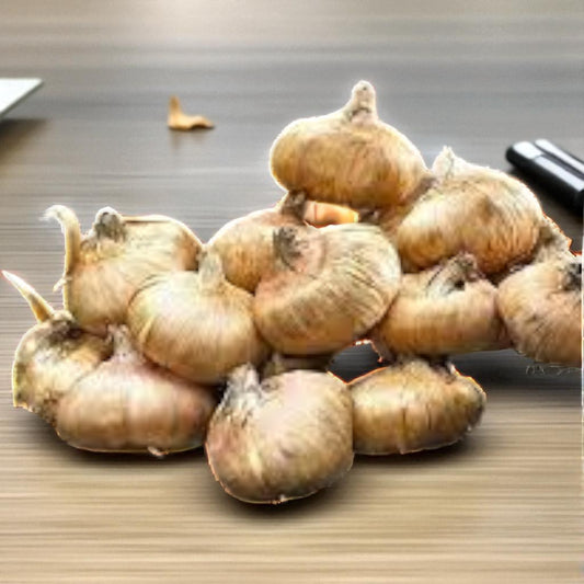 Gladiolus imp renia blue bulb